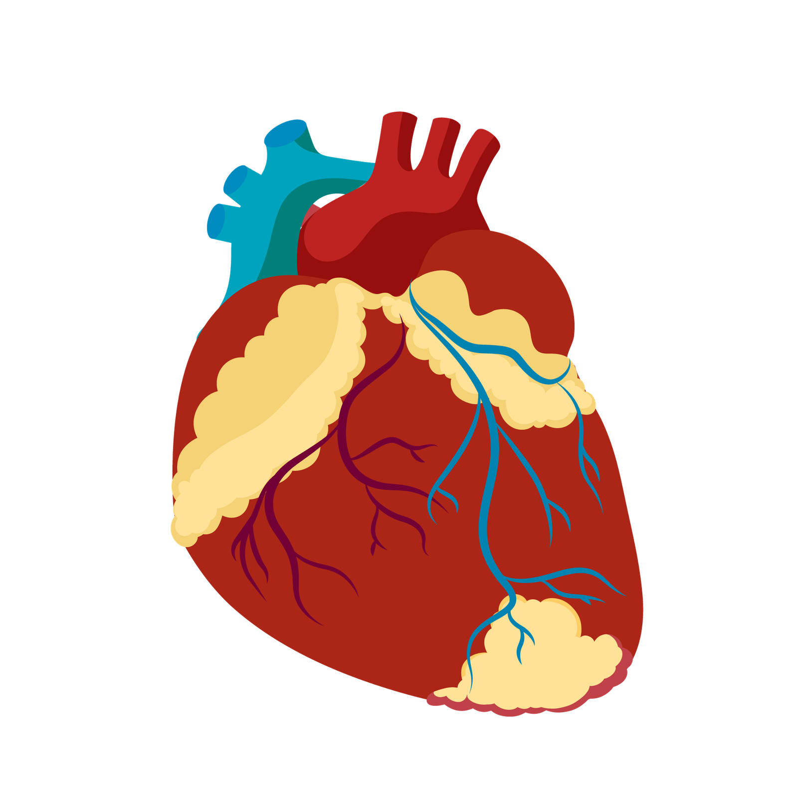 Cardiology